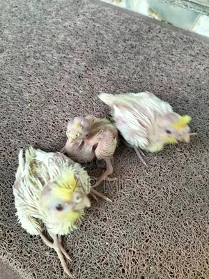Lutino Cockatiel Babies and Budgie Birds for Sale