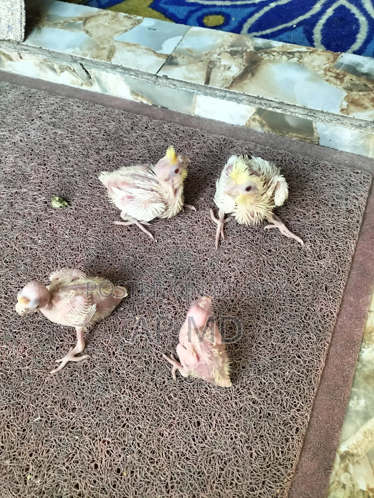 Lutino Cockatiel Babies and Budgie Birds for Sale