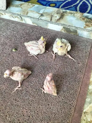 Lutino Cockatiel Babies and Budgie Birds for Sale