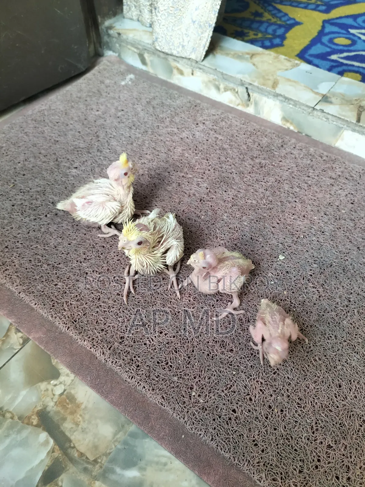 Lutino Cockatiel Babies and Budgie Birds for Sale