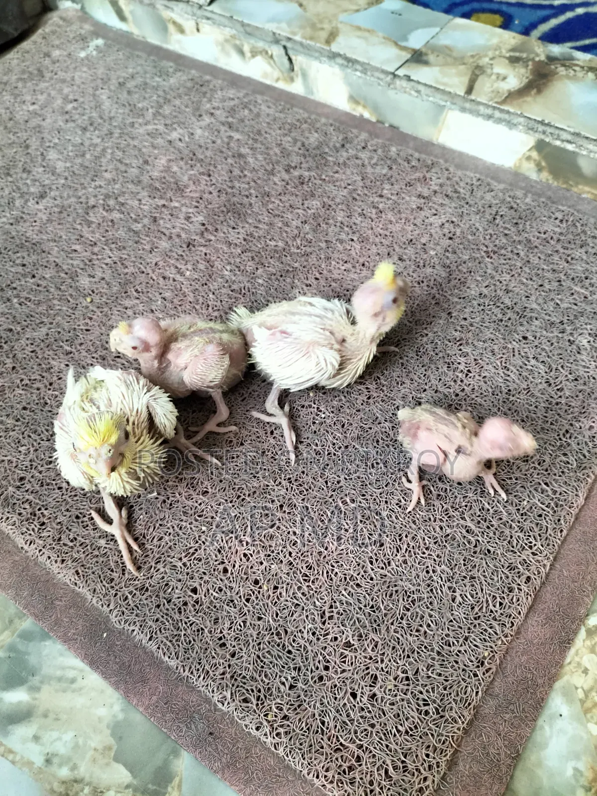 Lutino Cockatiel Babies and Budgie Birds for Sale
