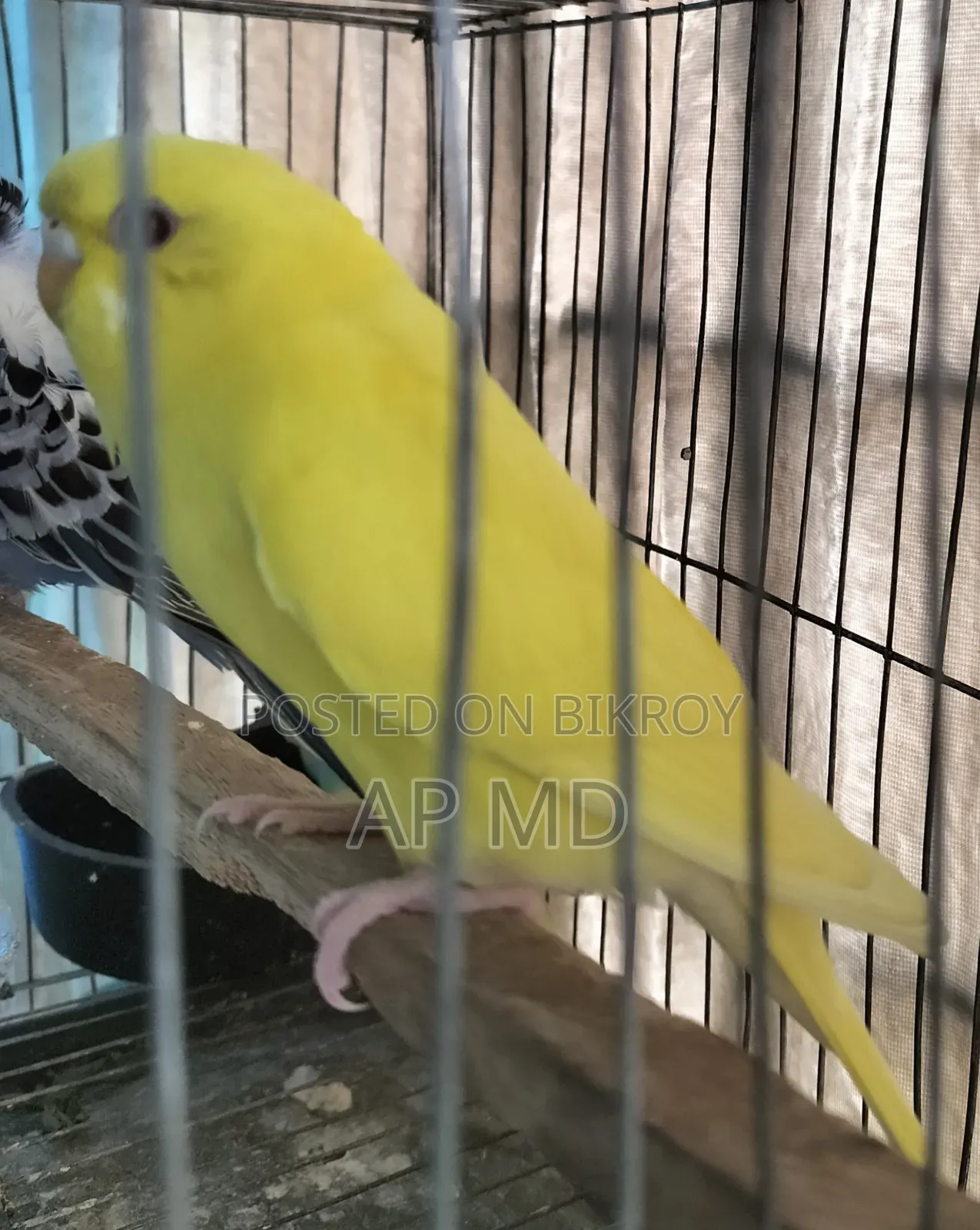 Lutino Cockatiel Babies and Budgie Birds for Sale
