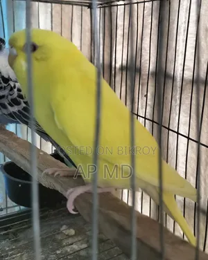 Lutino Cockatiel Babies and Budgie Birds for Sale