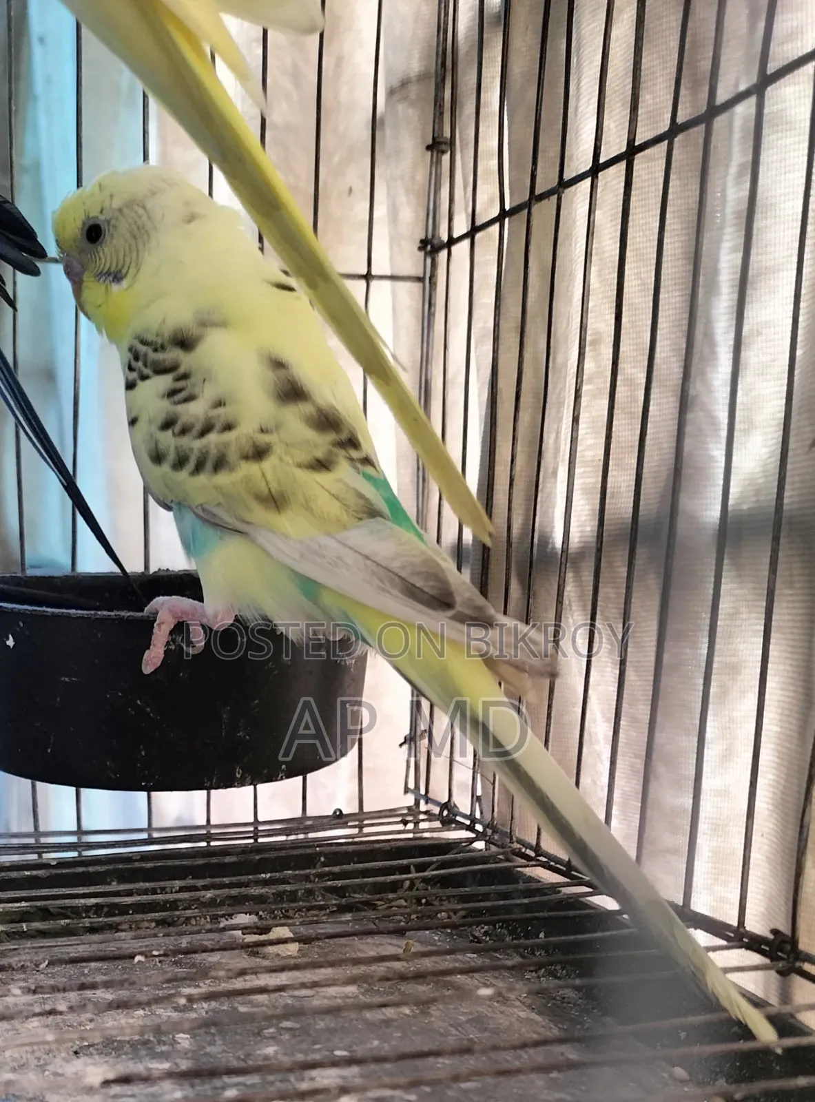 Lutino Cockatiel Babies and Budgie Birds for Sale