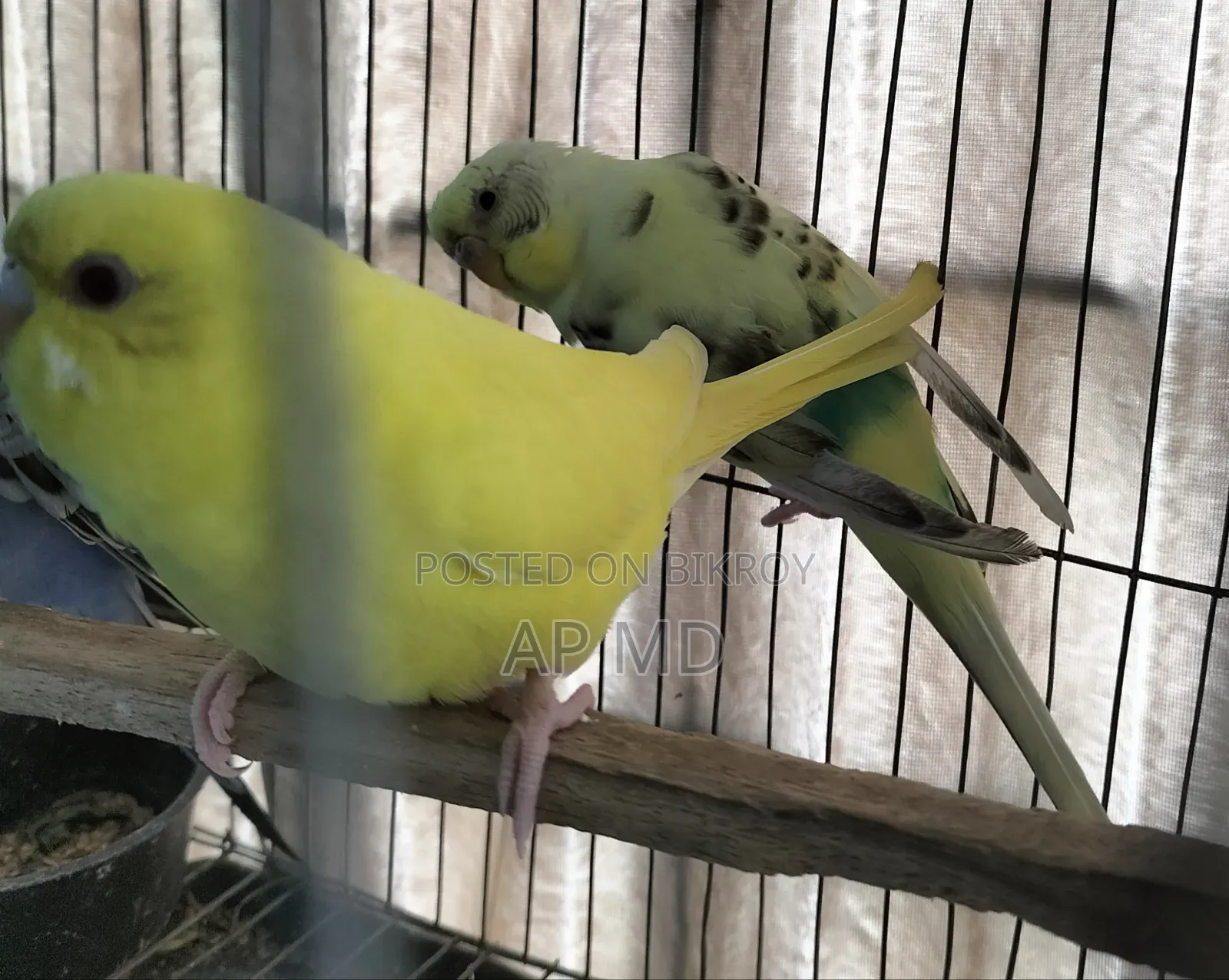 Lutino Cockatiel Babies and Budgie Birds for Sale