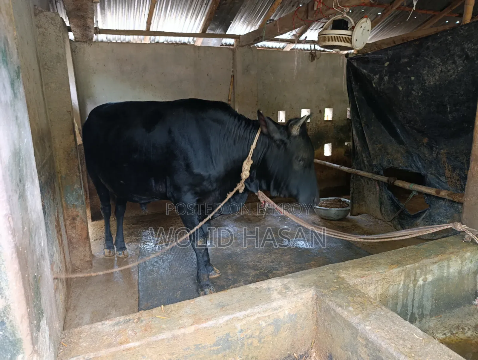 এঁড়ে গরু বিক্রয় হবে