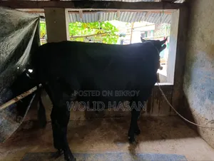 এঁড়ে গরু বিক্রয় হবে