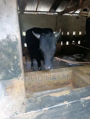 এঁড়ে গরু বিক্রয় হবে