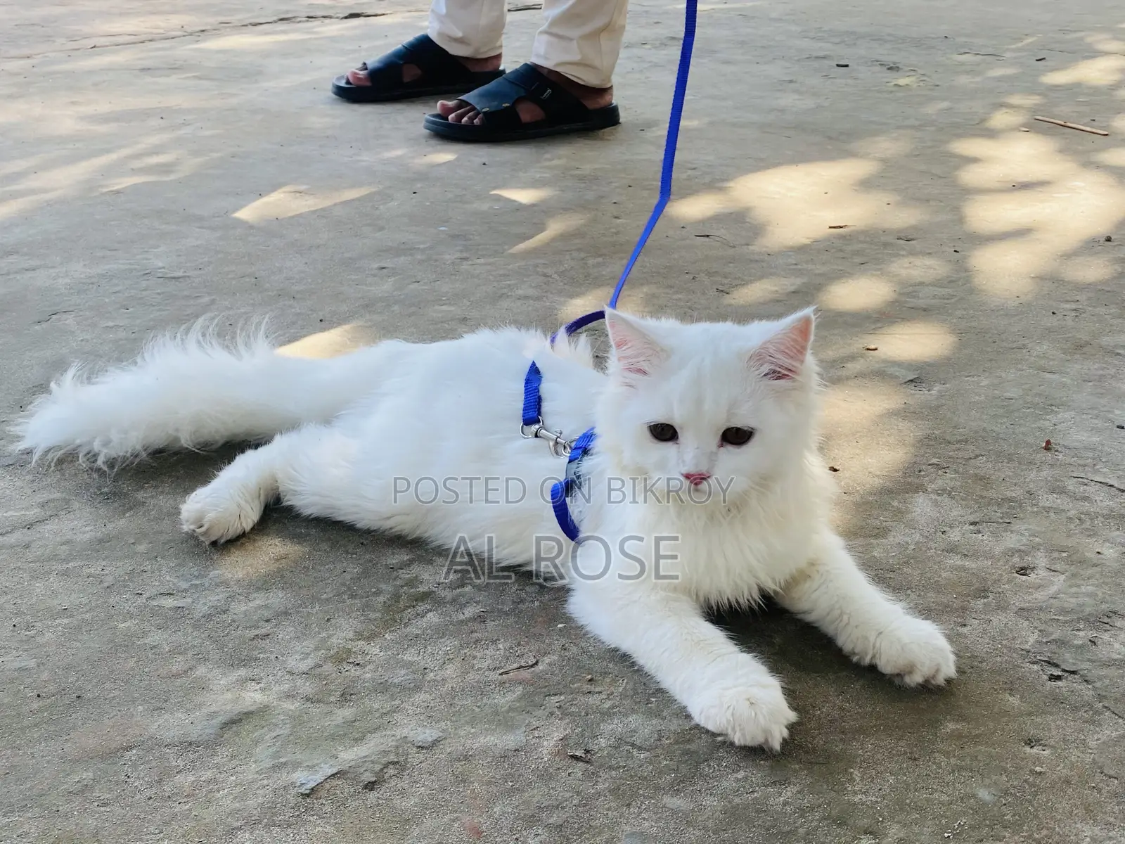৩-৬ মাস বয়সী মাদি খাঁটি পার্সিয়ান বিড়ালছানা