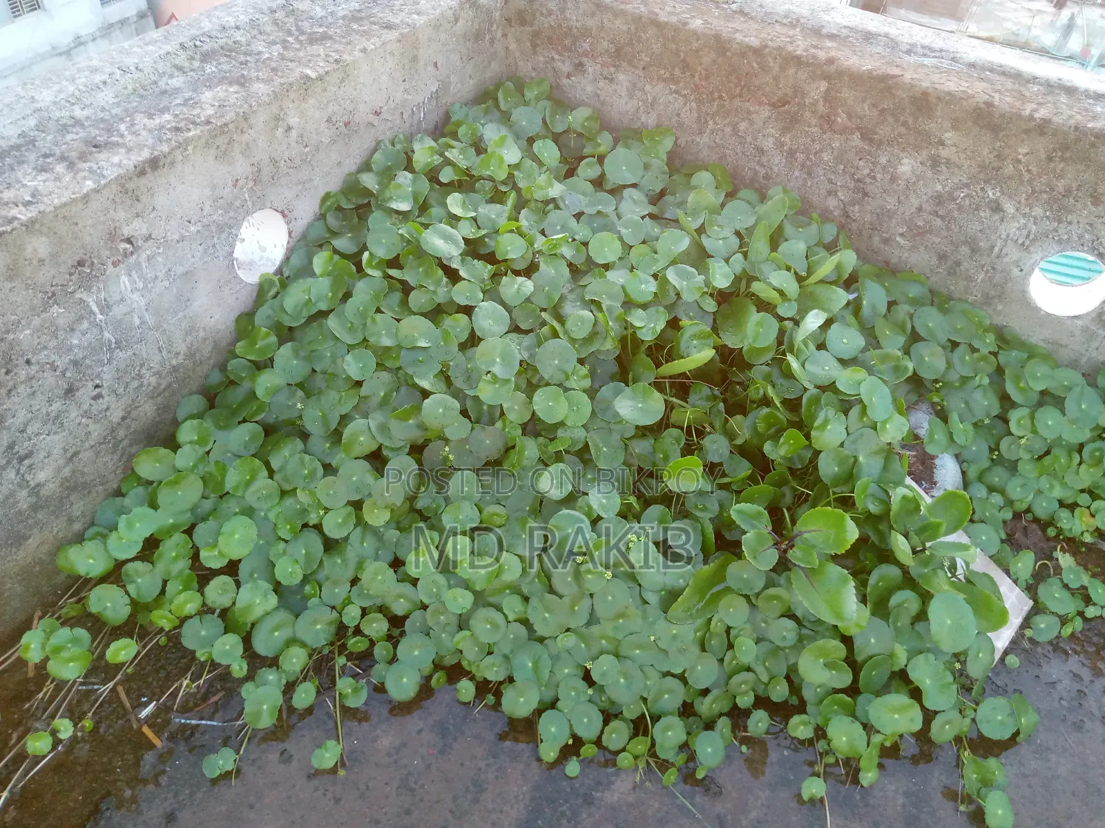 কয়েন প্লান্ট।দাম যা ইচ্ছা দিবেন৷