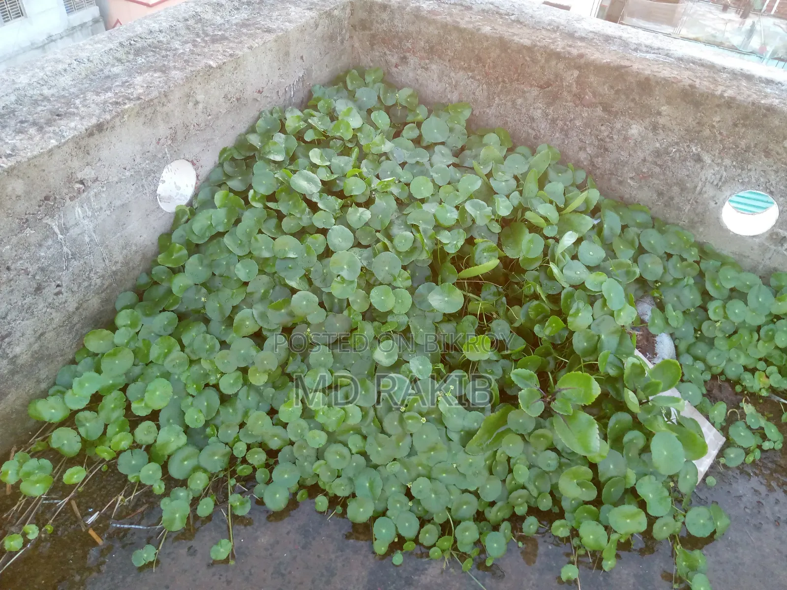 কয়েন প্লান্ট।দাম যা ইচ্ছা দিবেন৷