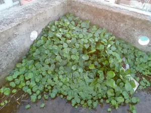 কয়েন প্লান্ট।দাম যা ইচ্ছা দিবেন৷
