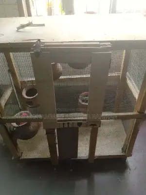 Bird Cage Colony House