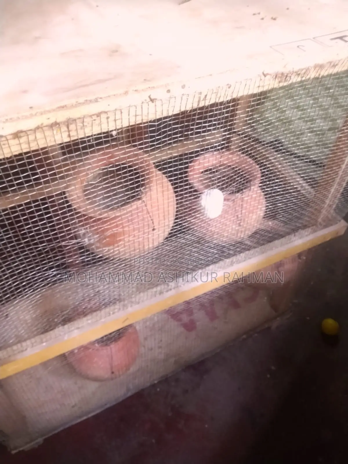 Bird Cage Colony House