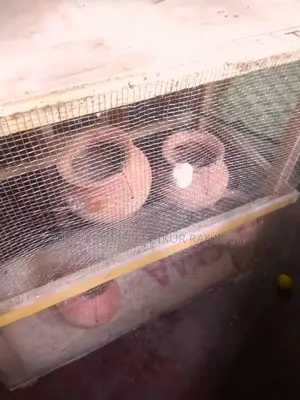 Bird Cage Colony House