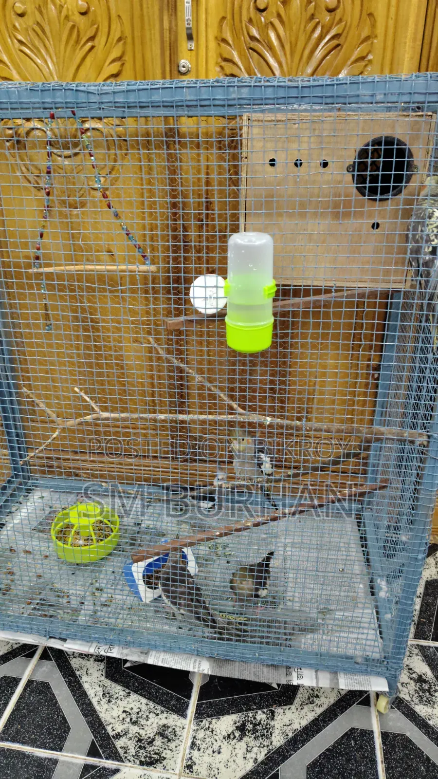 Cockatiel Birds 6 Pieces