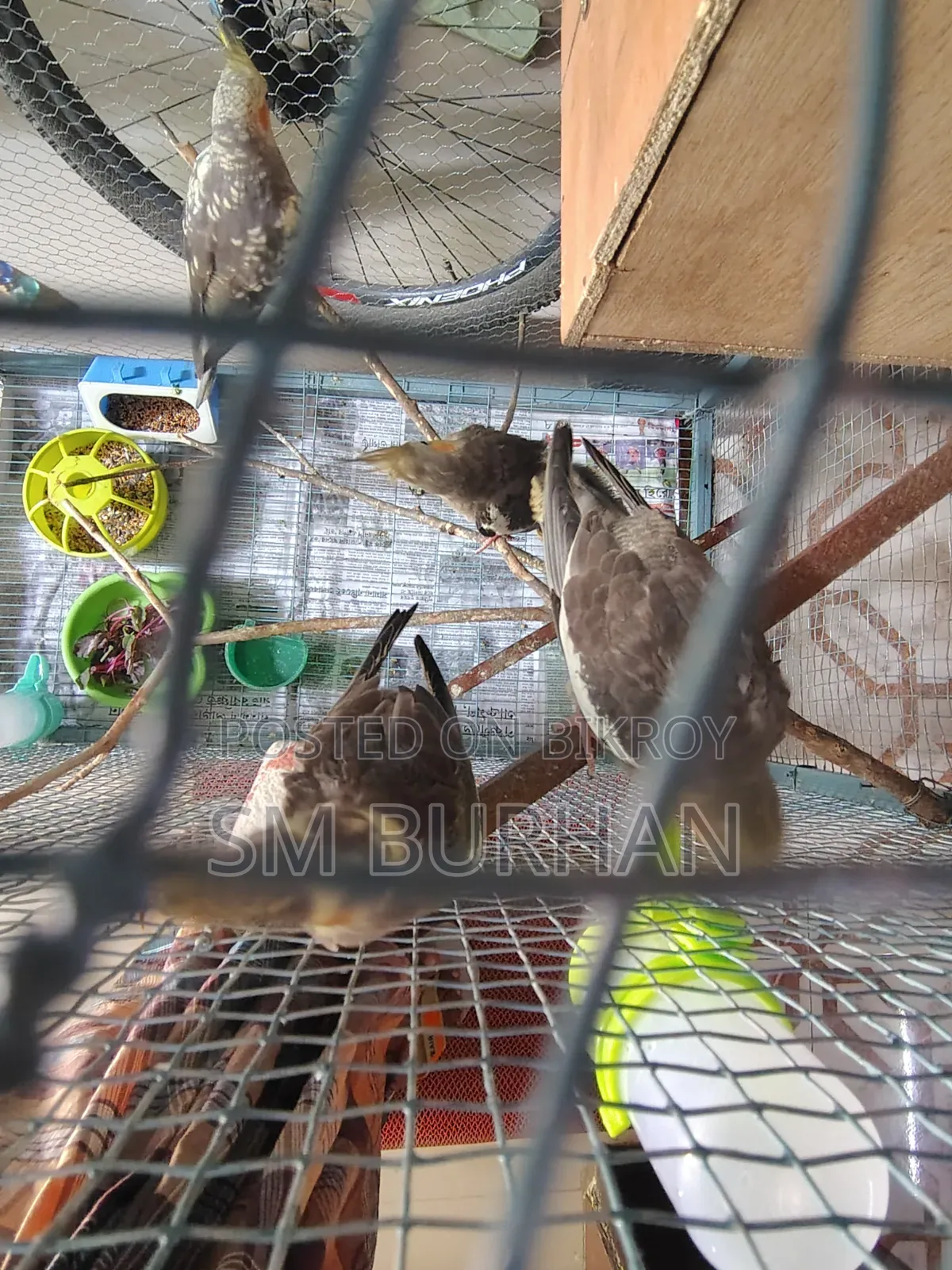 Cockatiel Birds 6 Pieces