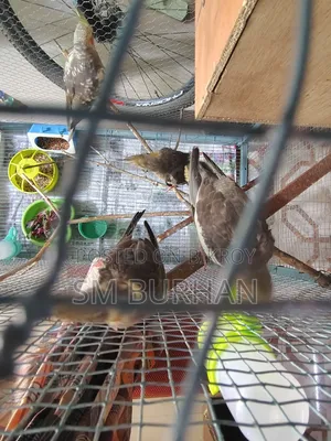 Cockatiel Birds 6 Pieces