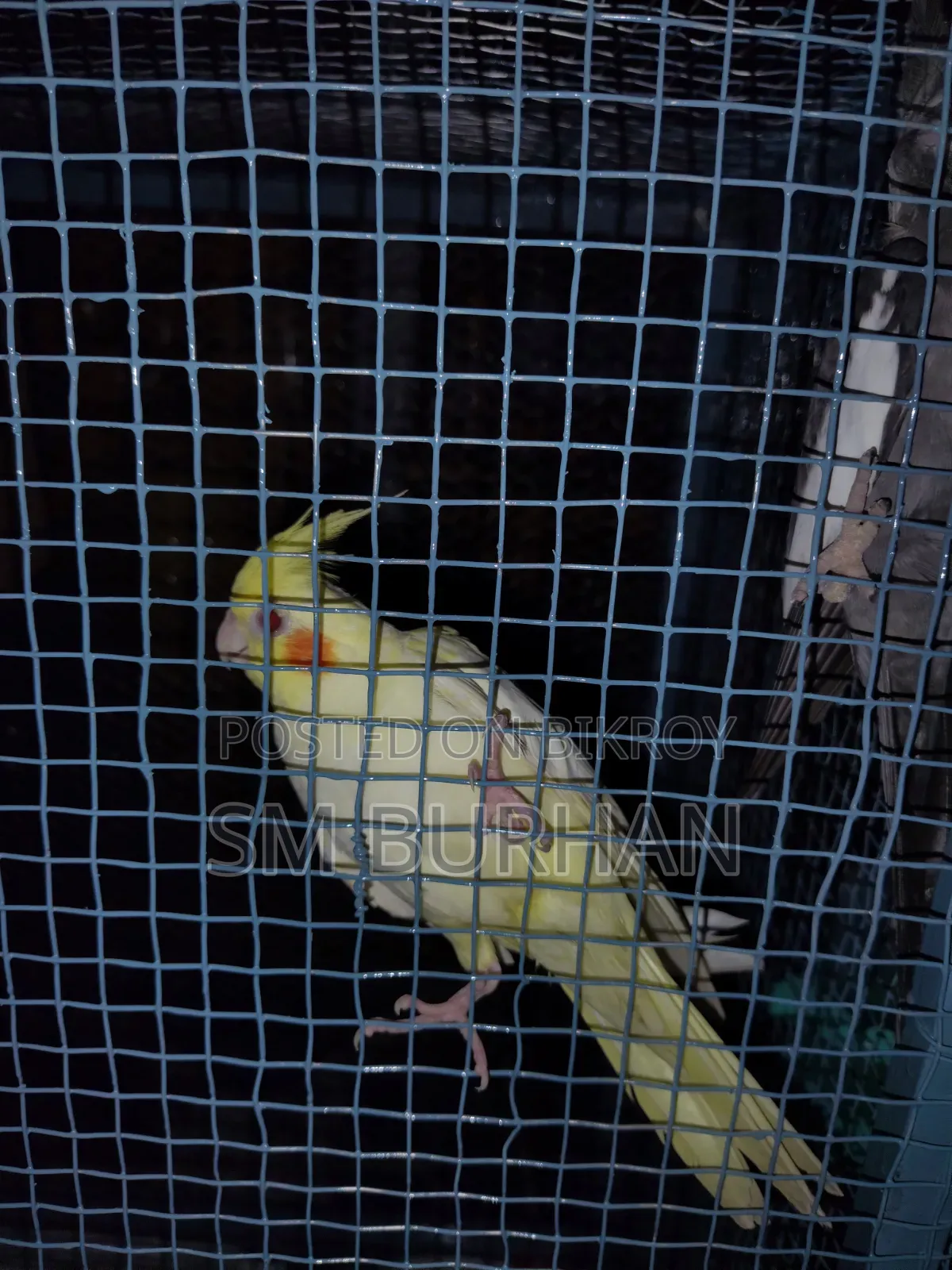 Cockatiel Birds 6 Pieces