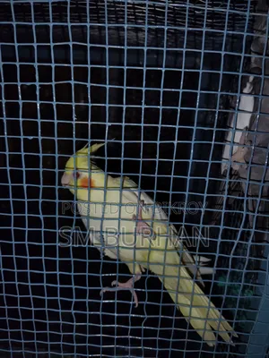 Cockatiel Birds 6 Pieces