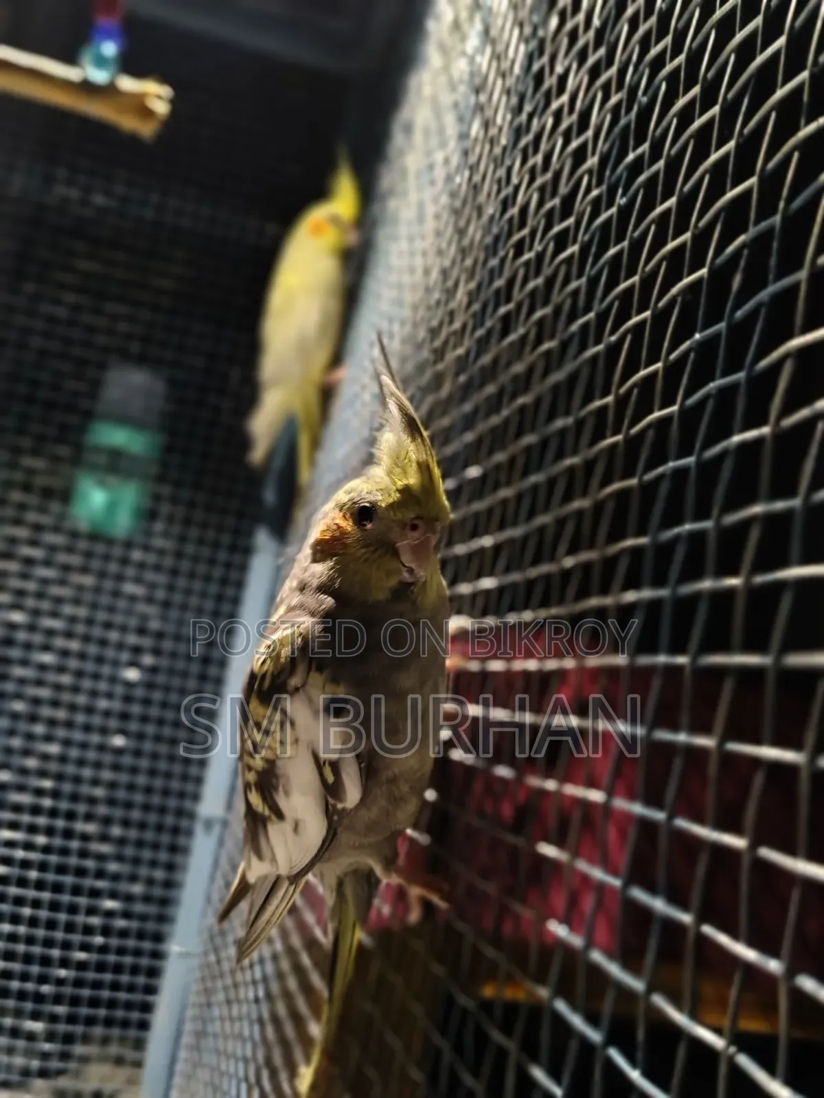 Cockatiel Birds 6 Pieces
