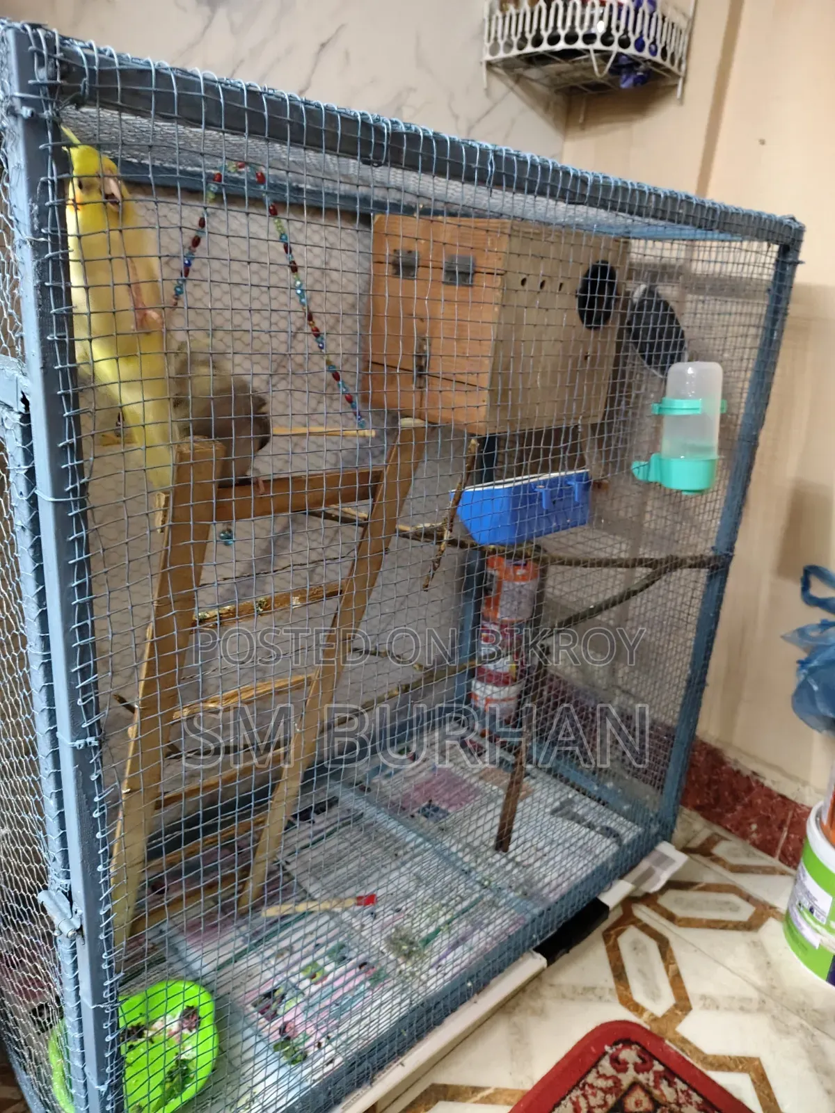 Cockatiel Birds 6 Pieces