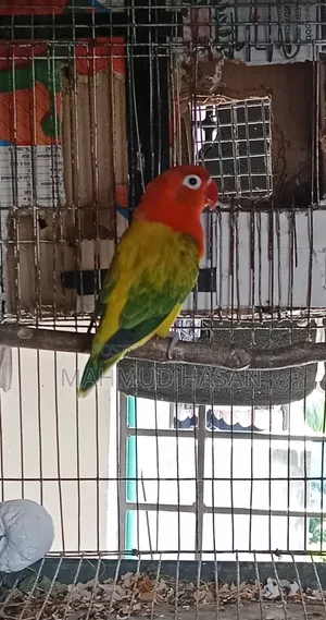 Love Bird Female