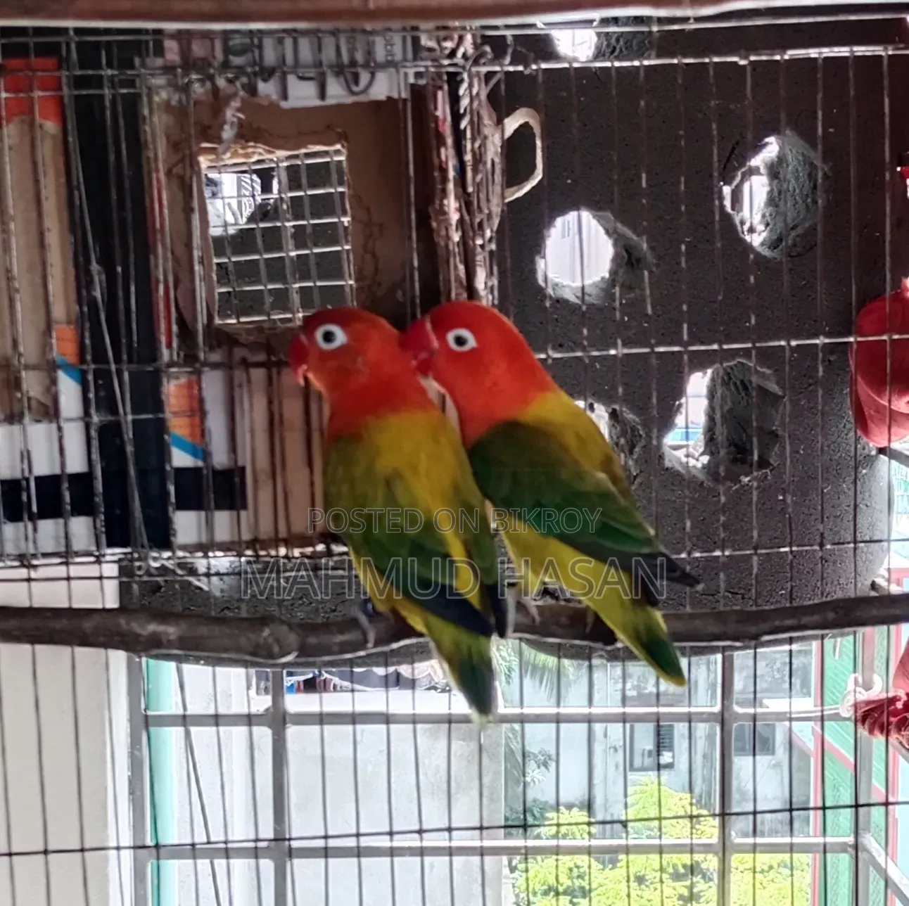 Love Bird Female