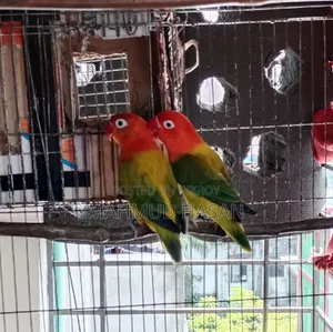Love Bird Female