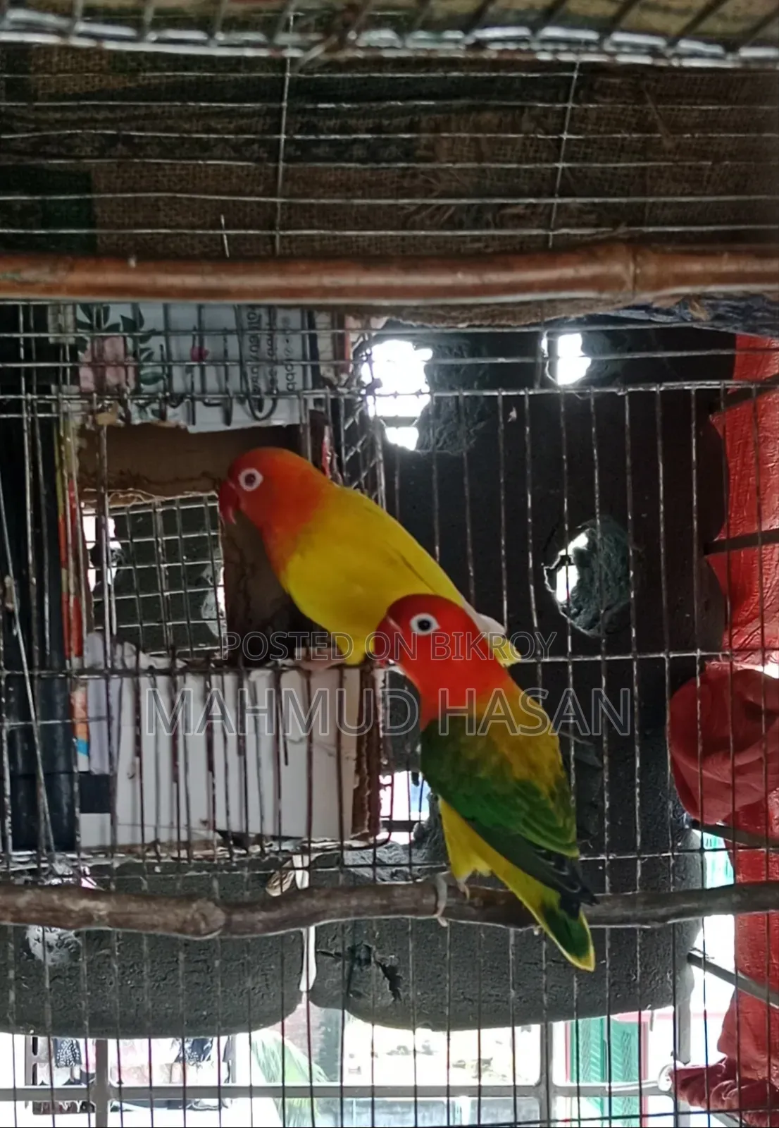 Love Bird Master Pair