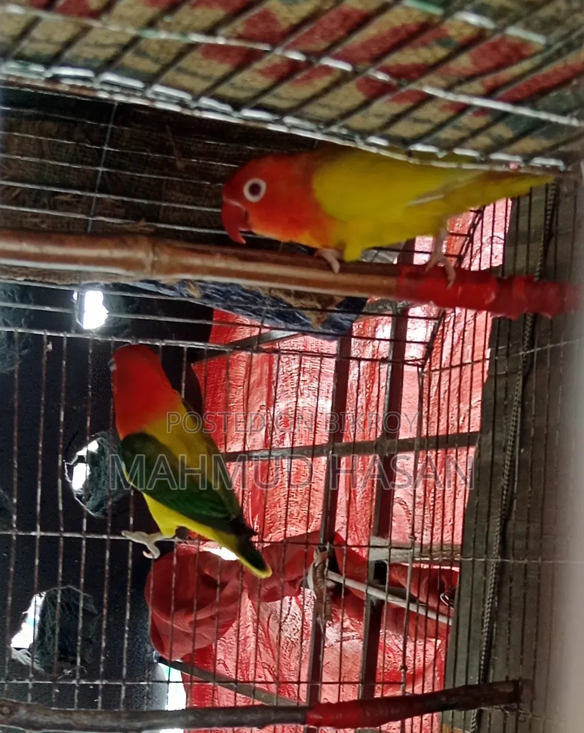 Love Bird Master Pair