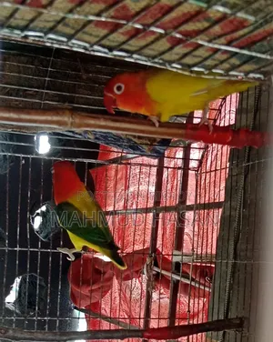 Love Bird Master Pair