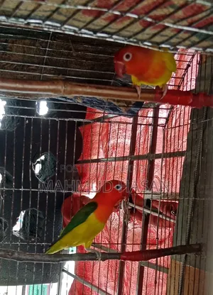 Love Bird Master Pair