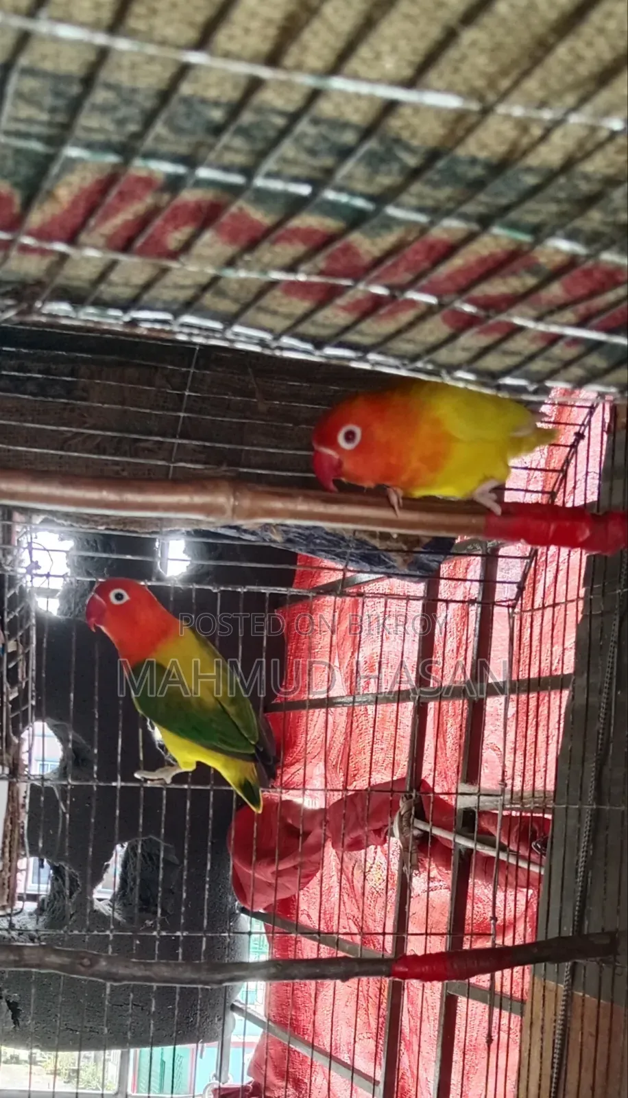 Love Bird Master Pair