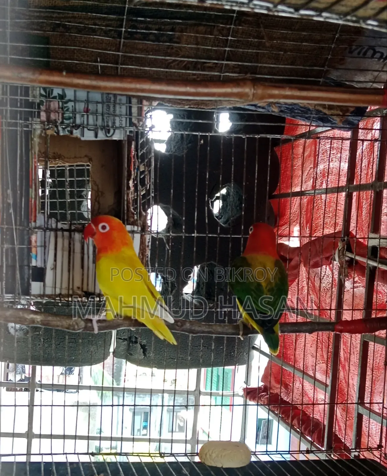 Love Bird Master Pair