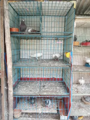 Cage for sale