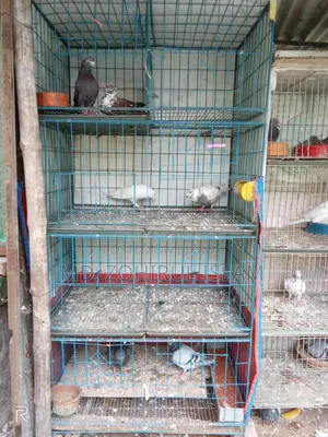 Cage for sale