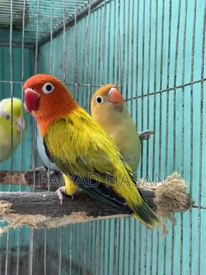 Lovebird Breeding Pair