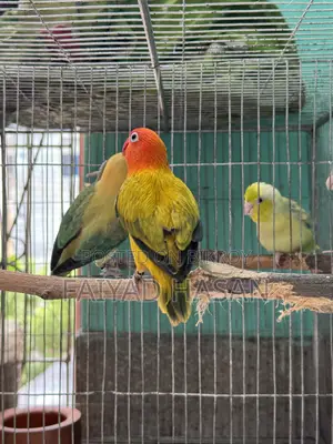 Lovebird Breeding Pair