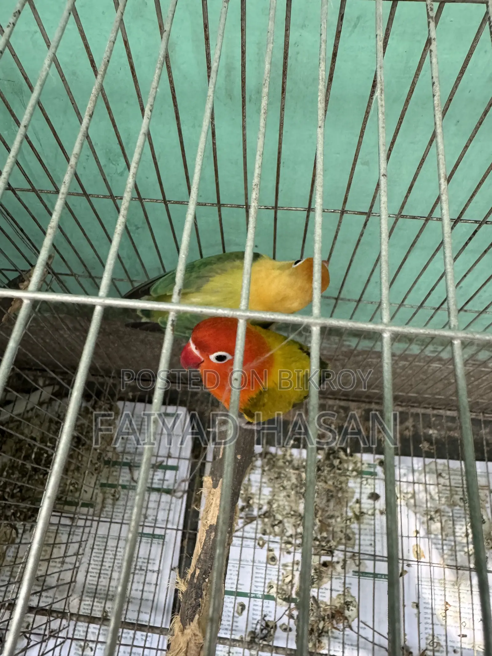 Lovebird Breeding Pair