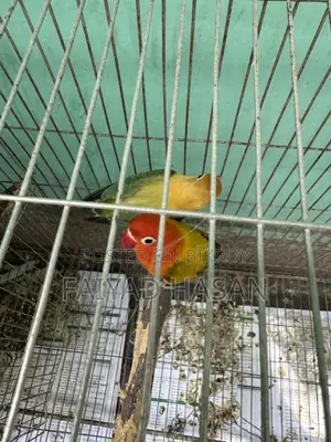 Lovebird Breeding Pair