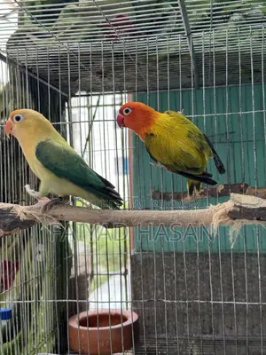 Lovebird Breeding Pair