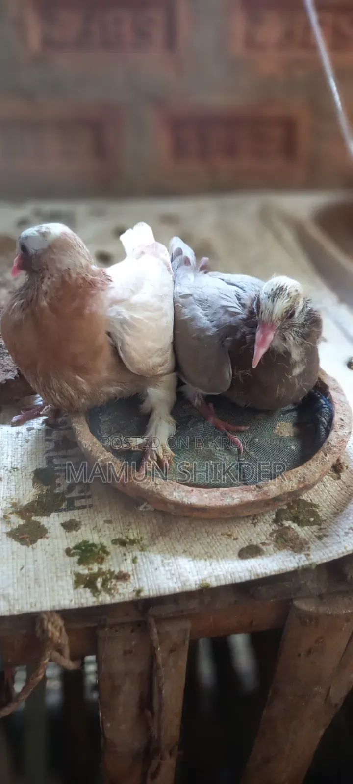 Local pigeon chicks for sale