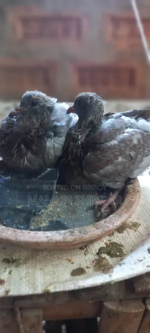 Local pigeon chicks for sale