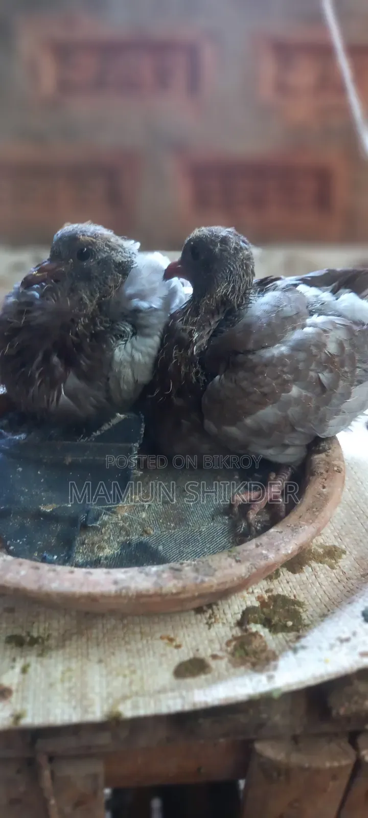 Local pigeon chicks for sale