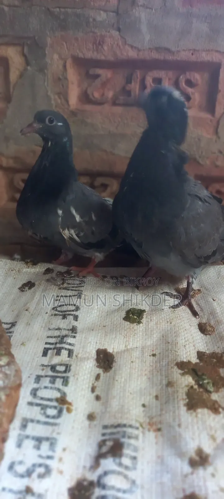 Local pigeon chicks for sale