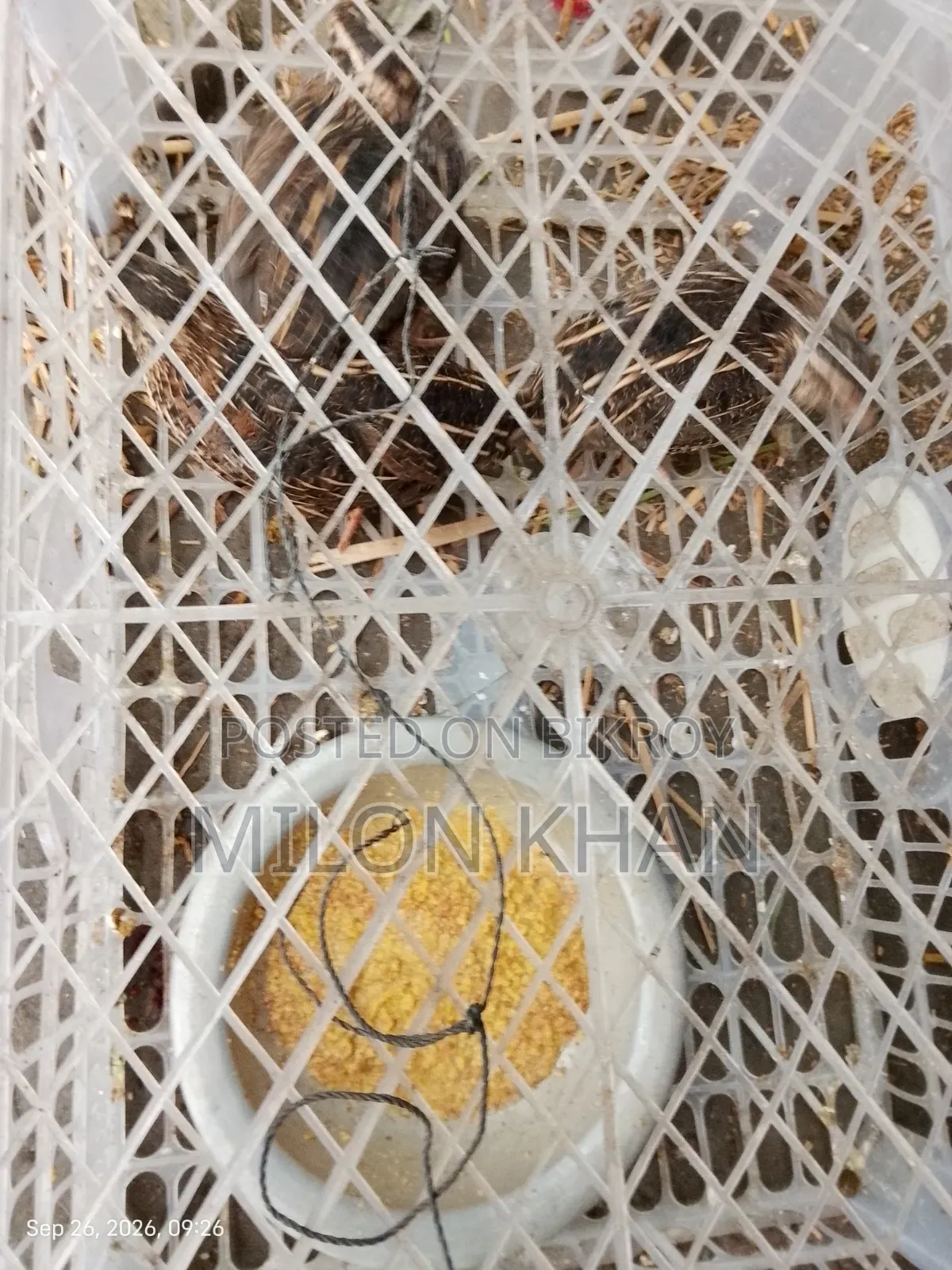 কোয়েল পাখি