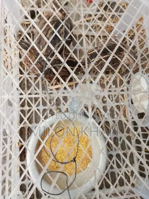 কোয়েল পাখি