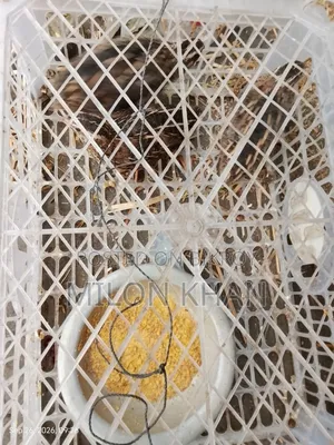কোয়েল পাখি