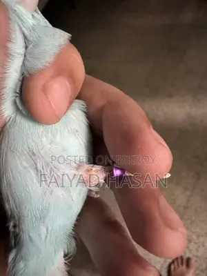 Forpus Breeding Pair